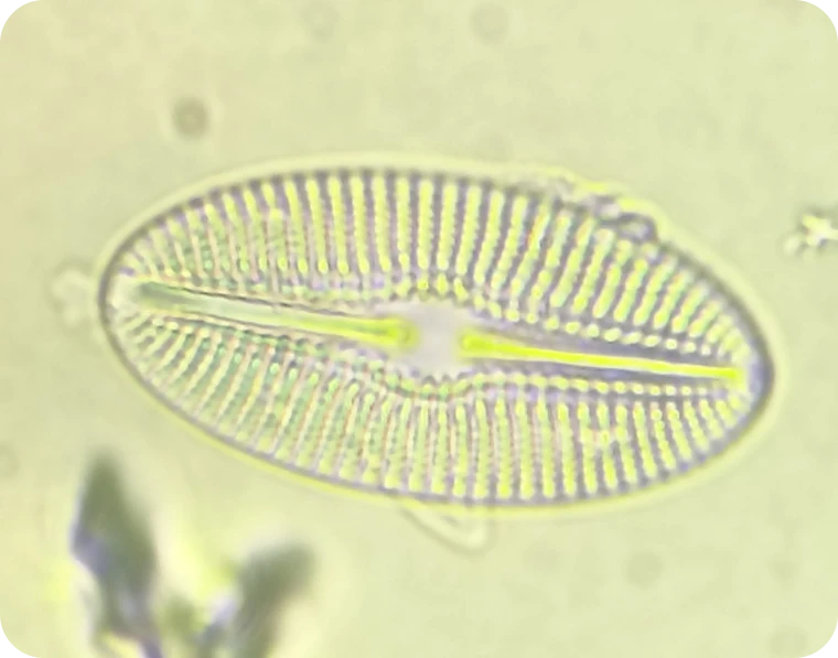 Análisis de hidrobiología continental y marina